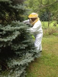 A recent bee removal services job in the Freehold, NJ area